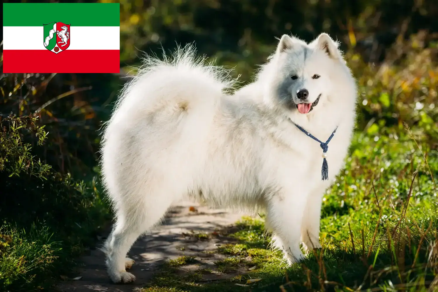 Read more about the article Szamojéd tenyésztők és kiskutyák Észak-Rajna-Vesztfália területén