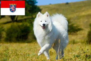 Read more about the article Szamojéd tenyésztők és kiskutyák Hessenben