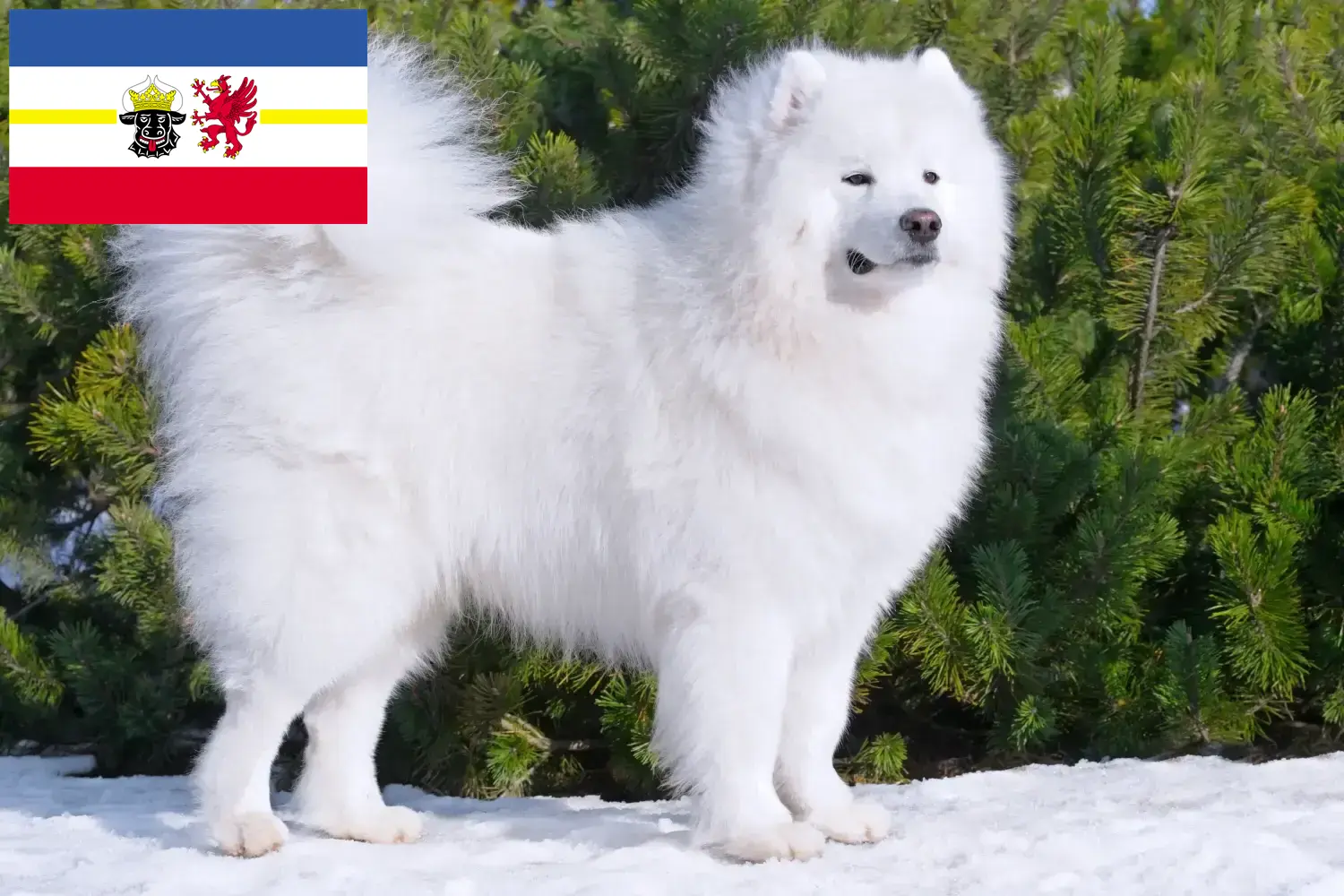 Read more about the article Szamojéd tenyésztők és kiskutyák Mecklenburg-Elő-Pomeránia területén