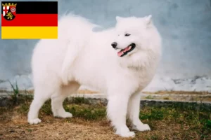 Read more about the article Szamojéd tenyésztők és kiskutyák Rajna-vidék-Pfalzban