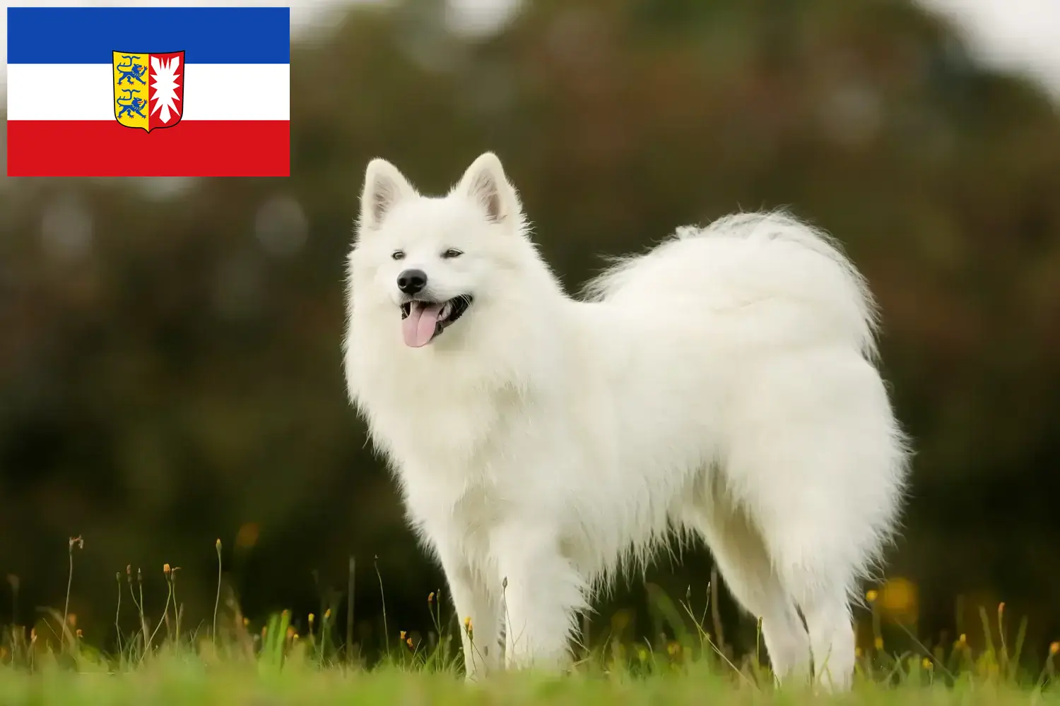 Read more about the article Szamojéd tenyésztők és kiskutyák Schleswig-Holstein tartományban
