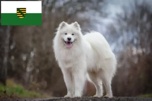 Read more about the article Szamojéd tenyésztők és kiskutyák Szászországban