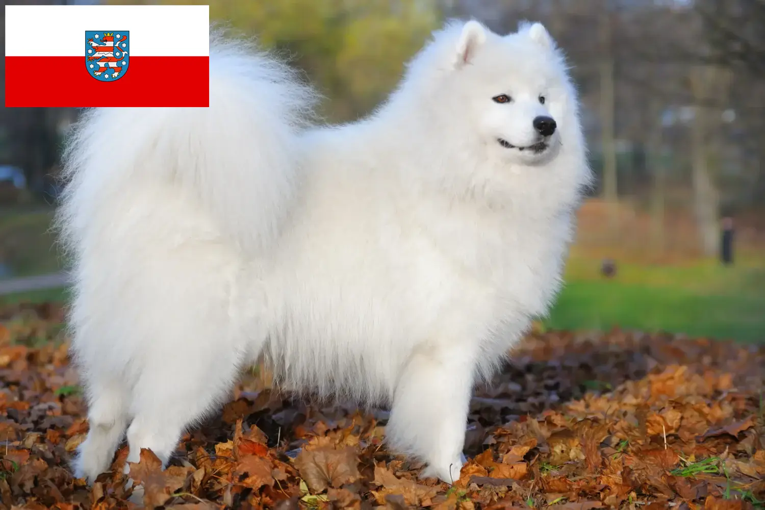 Read more about the article Szamojéd tenyésztők és kölykök Türingiában