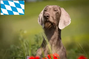 Read more about the article Szlovák durva szakáll tenyésztők és kiskutyák Bajorországban