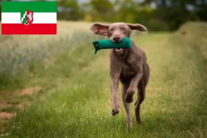Read more about the article Szlovák durva szakáll tenyésztők és kölykök Észak-Rajna-Vesztfália területén