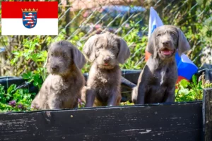Read more about the article Szlovák durva szakáll tenyésztők és kölykök Hessenben