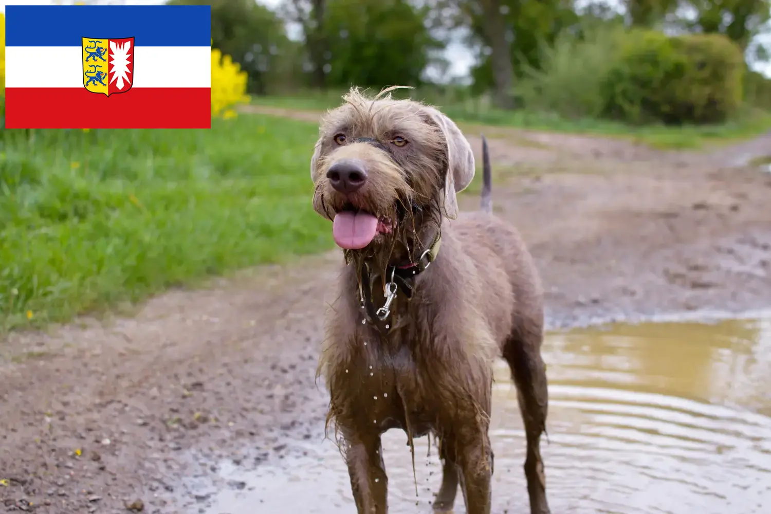 Read more about the article Szlovák durva szakáll tenyésztők és kölykök Schleswig-Holstein tartományban