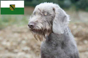 Read more about the article Szlovák durva szakáll tenyésztők és kölykök Szászországban