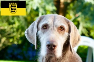 Read more about the article Szlovák durva szakáll tenyésztők és kölykök Baden-Württembergben