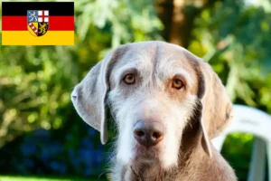 Read more about the article Szlovák durva szakállú szlovák tenyésztő és kölykök Saar-vidéken