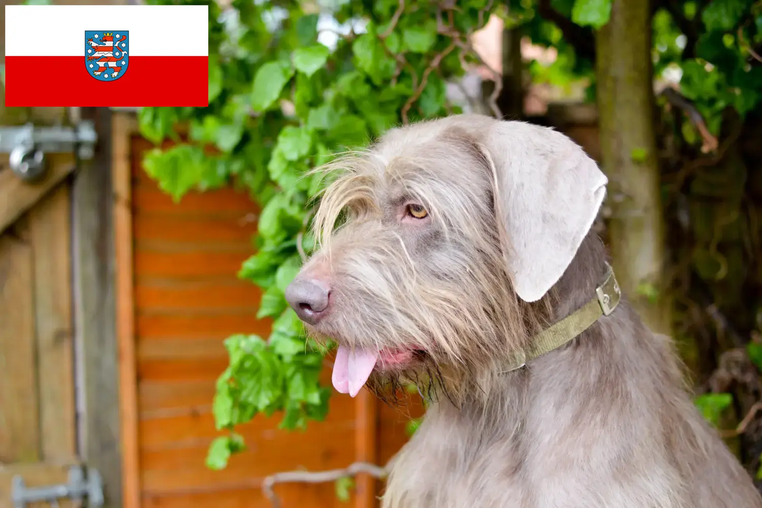 Szlovák drótszőrű kiskutyák és tenyésztő Thüringia Itt találhat szlovák drótszőrű pointer tenyésztőket Türingiában.