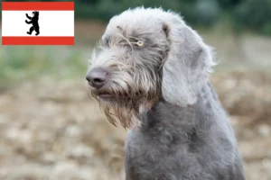 Read more about the article Szlovák durvabőrű tenyésztő és kölykök Berlinben