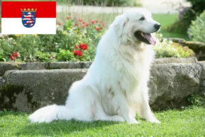 Read more about the article Tatra juhászkutya tenyésztők és kölykök Hessenben