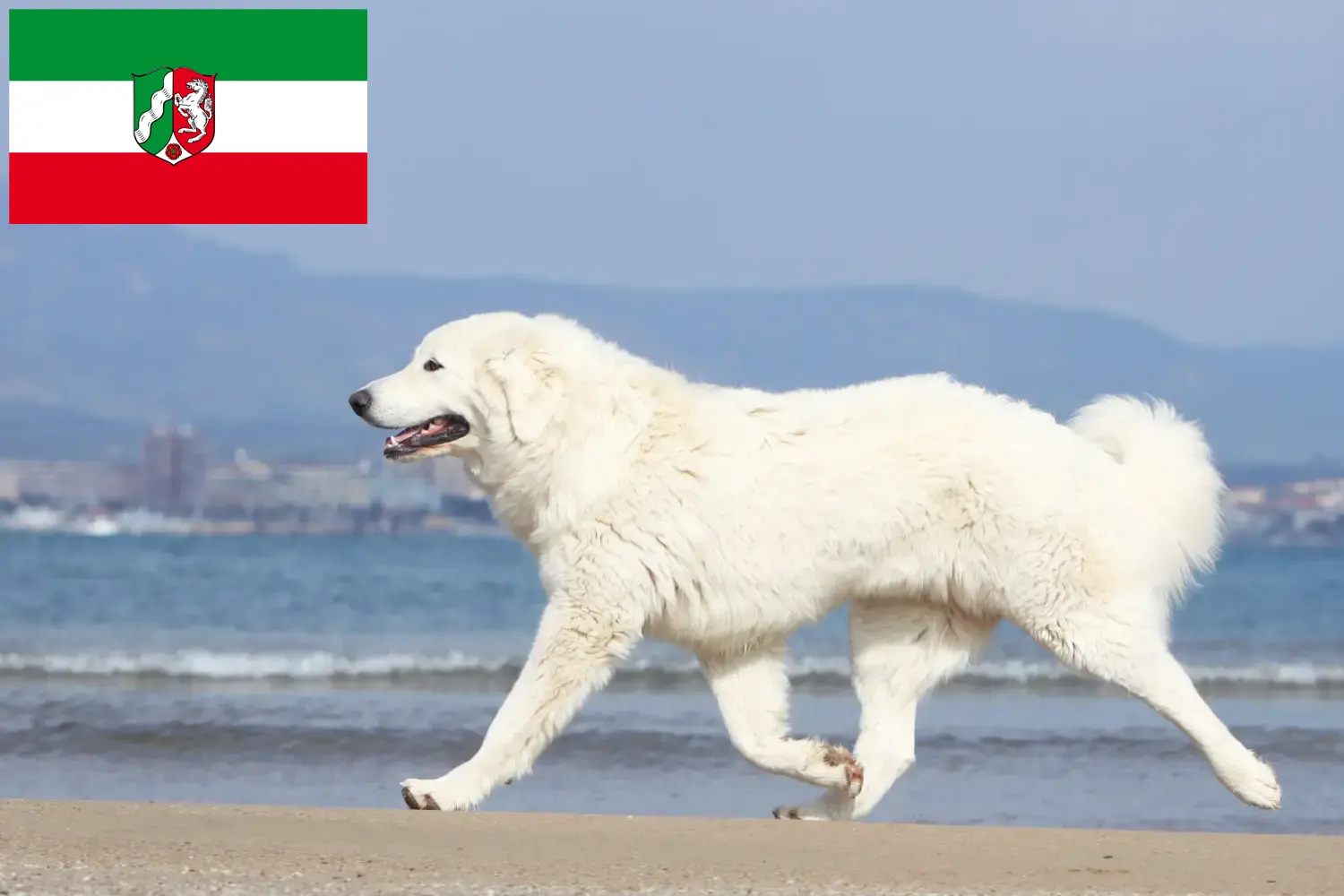 Read more about the article Tatra juhászkutya tenyésztők és kölykök Észak-Rajna-Vesztfália területén