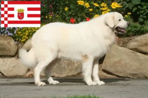 Read more about the article Tatra Sheepdog tenyésztők és kölykök Brémában