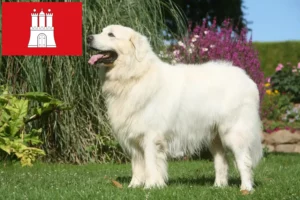 Read more about the article Tatra juhászkutya tenyésztők és kölykök Hamburgban
