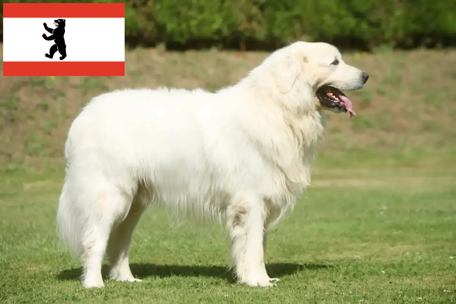 Read more about the article Tátrai juhászkutya tenyésztők és kölykök Berlinben