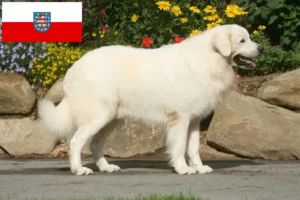 Read more about the article Tátrai juhászkutya tenyésztők és kölykök Türingiában