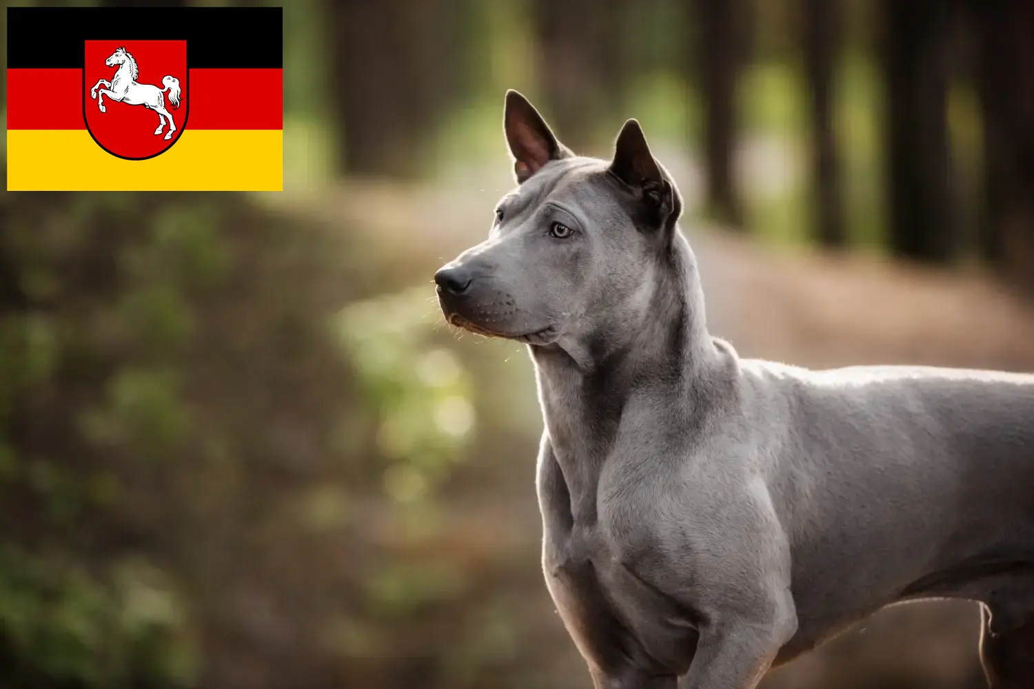 Thai Ridgeback kiskutyák és tenyésztő Alsó-Szászországban Itt talál thai ridgeback tenyésztőket Alsó-Szászországban.