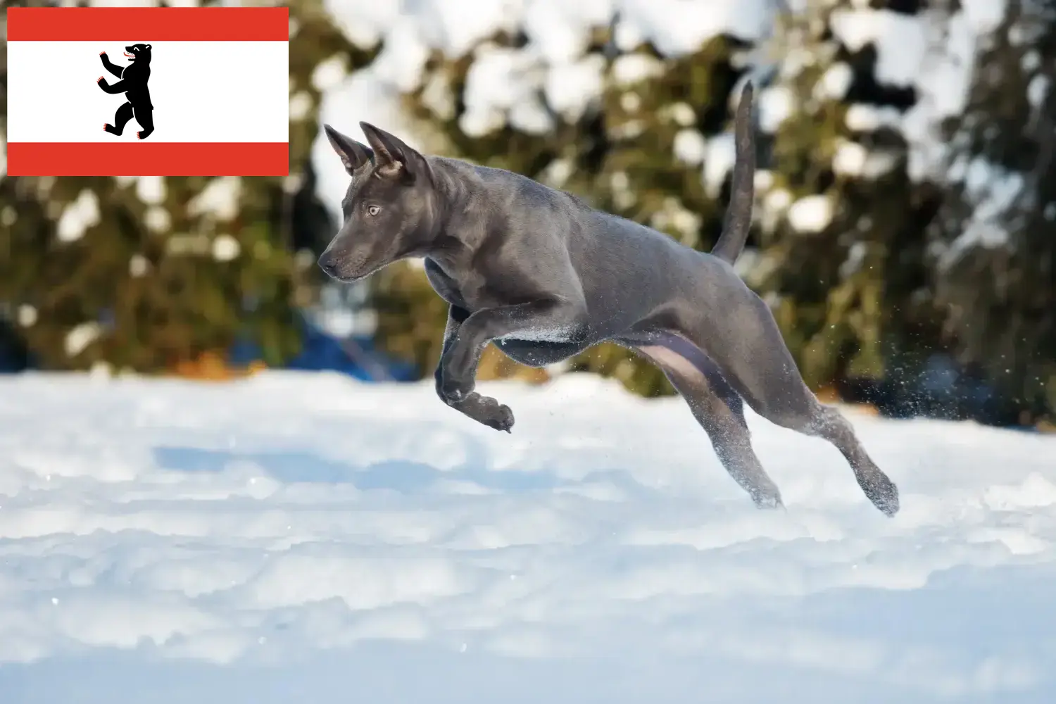 Thai Ridgeback kölykök és tenyésztő Berlin Itt talál thai ridgeback tenyésztőket Berlinben.