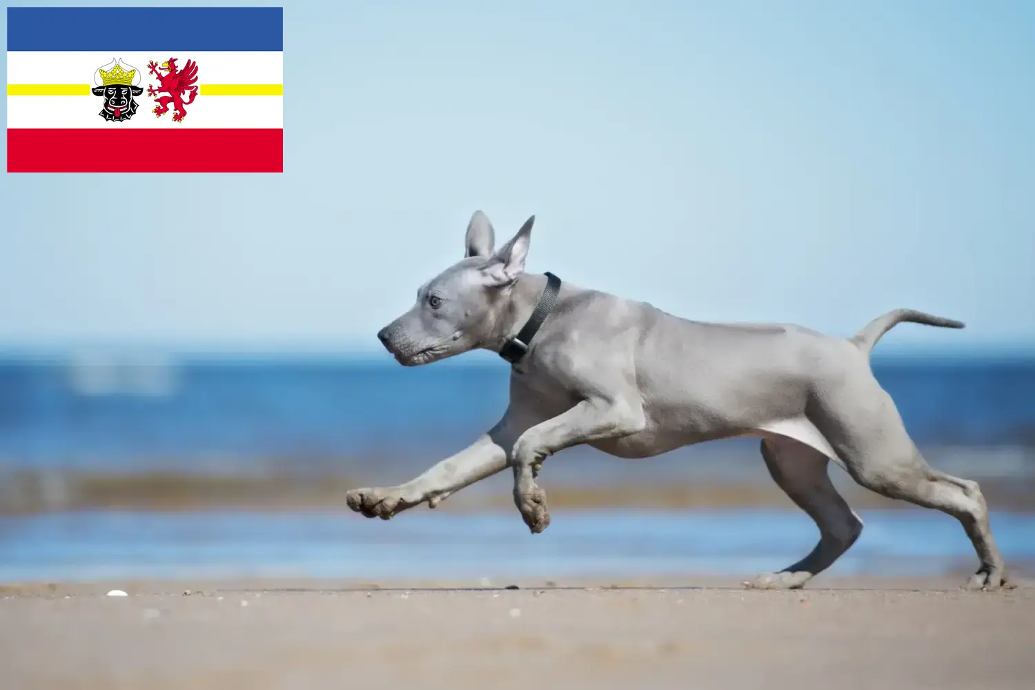 Thai Ridgeback kiskutyák és tenyésztők Mecklenburg-Vorpommern Itt talál thai Ridgeback tenyésztőket Mecklenburg-Elő-Pomeránia területén.