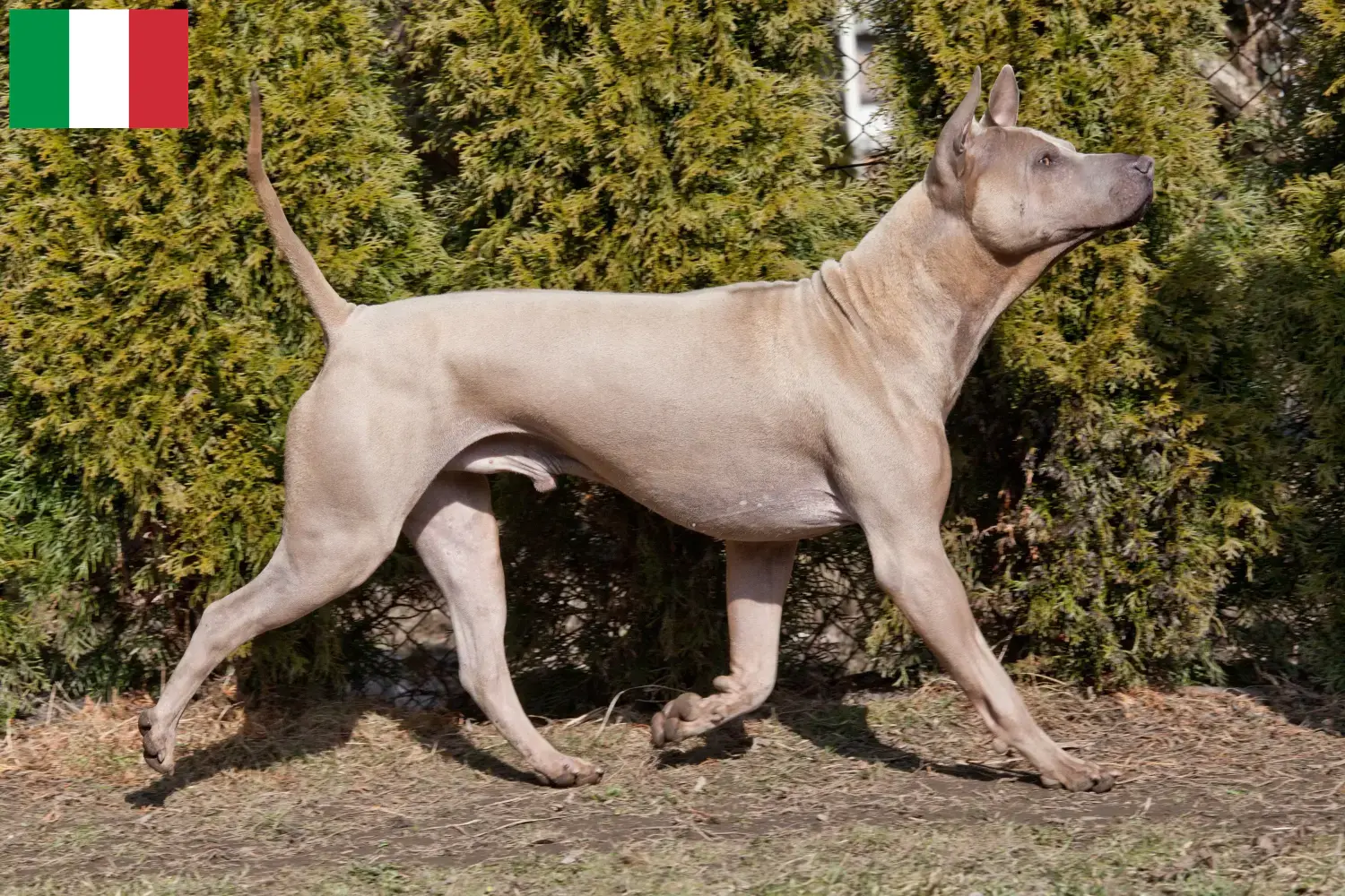 Thai Ridgeback kiskutyák és tenyésztők Olaszországban Itt találhat Thai Ridgeback tenyésztőket Olaszországban.
