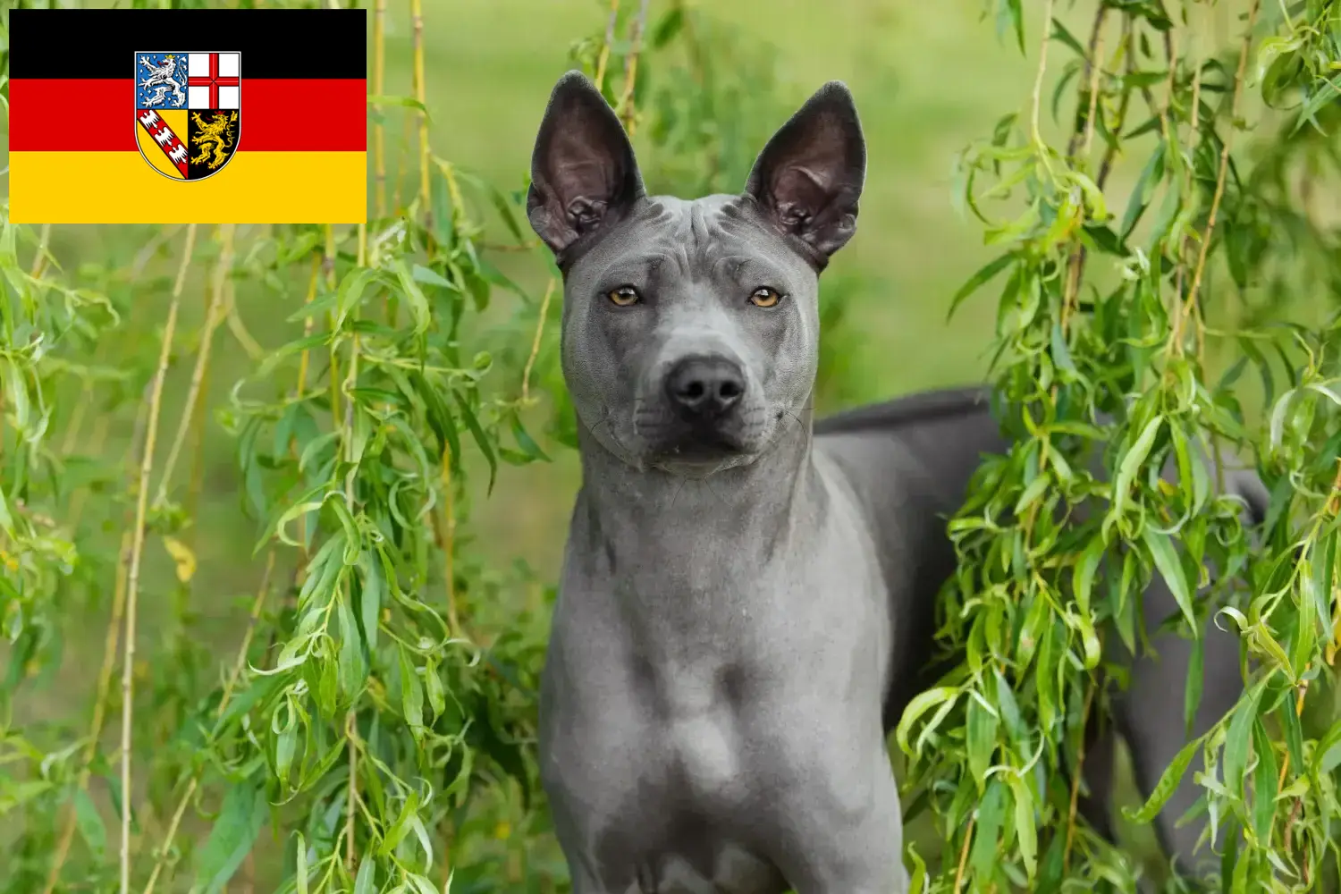 Thai Ridgeback kölykök és tenyésztő Saarland Itt talál thai Ridgeback tenyésztőket Saar-vidéken.