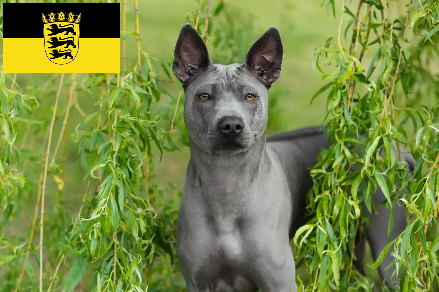 Thai Ridgeback kölykök és tenyésztők Baden-Württemberg Itt talál thai ridgeback tenyésztőket Baden-Württembergben.