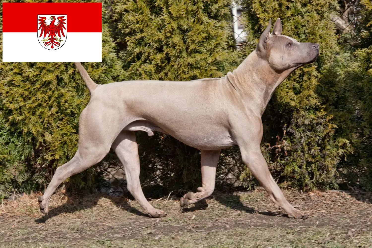 Thai Ridgeback kiskutyák és tenyésztő Brandenburg Itt talál thai Ridgeback tenyésztőket Brandenburgban.