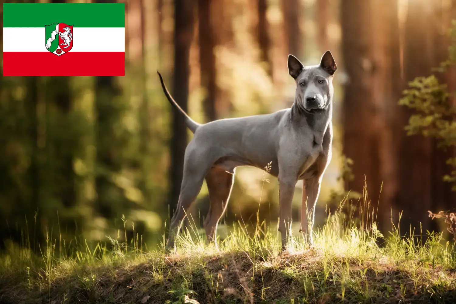 Thai Ridgeback kiskutyák és tenyésztők Észak-Rajna-Vesztfália Itt talál Thai Ridgeback tenyésztőket Észak-Rajna-Vesztfália területén.