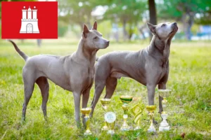 Read more about the article Thai Ridgeback tenyésztő és kölykök Hamburgban