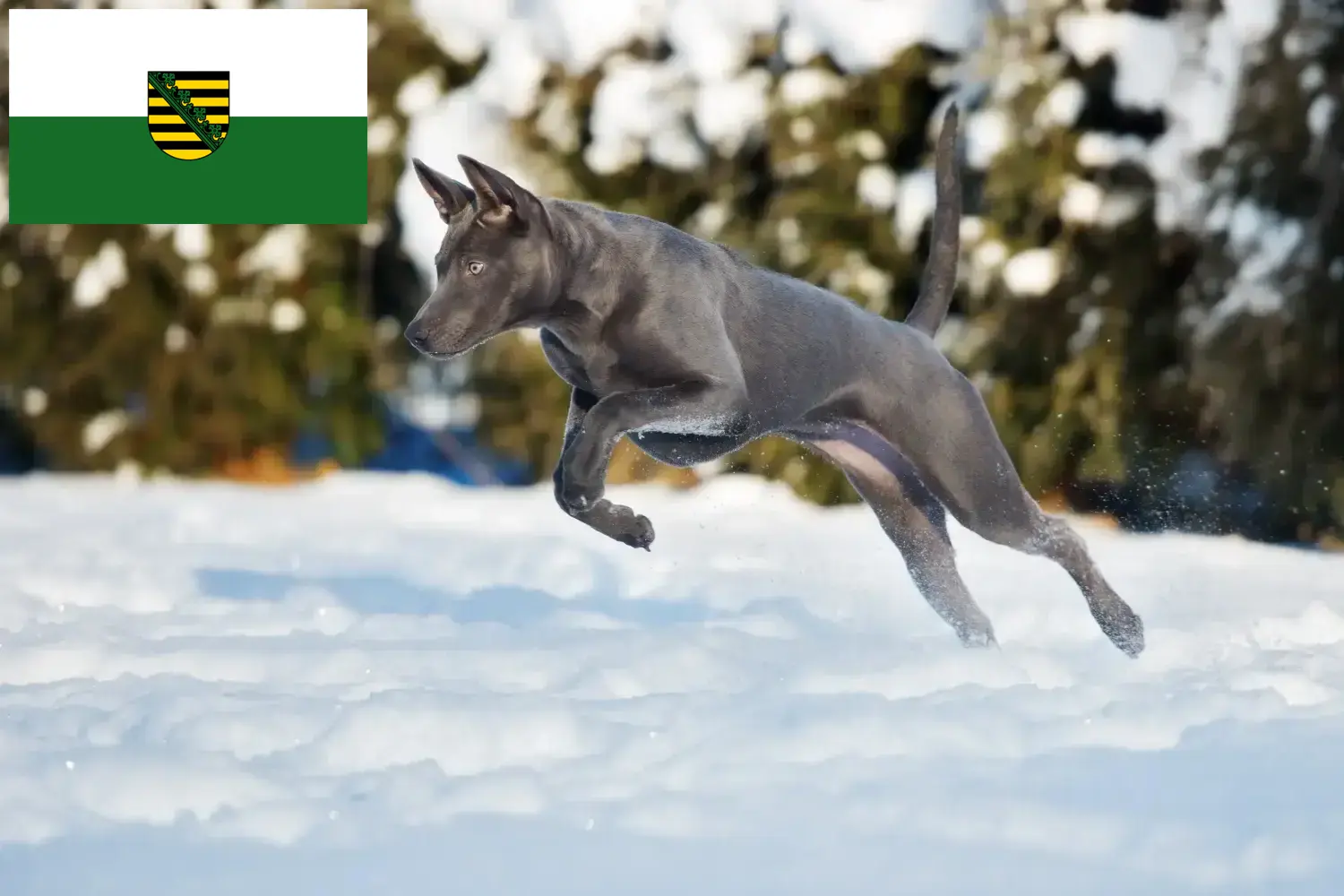 Thai Ridgeback kiskutyák és tenyésztő Szászország Itt talál thai ridgeback tenyésztőket Szászországban.