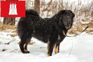 Read more about the article Tibeti kutya tenyésztő és kölykök Hamburgban