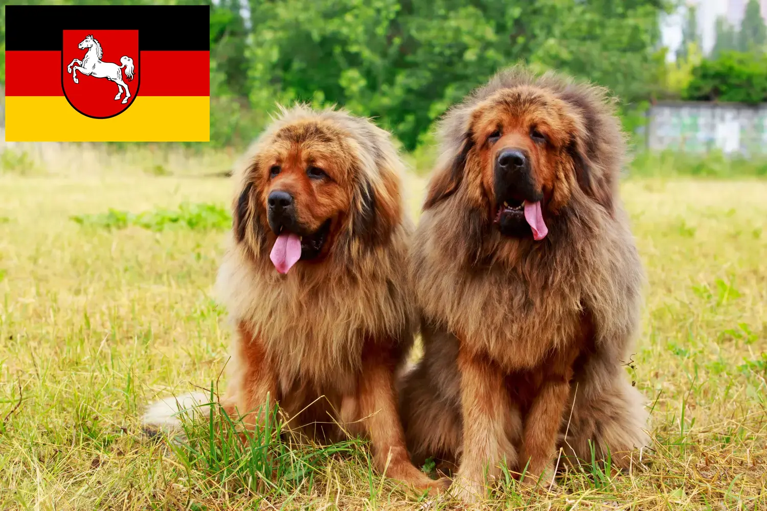 Tibetandog kiskutyák és tenyésztő Alsó-Szászországban Itt talál tibeti kutyatenyésztőket Alsó-Szászországban.