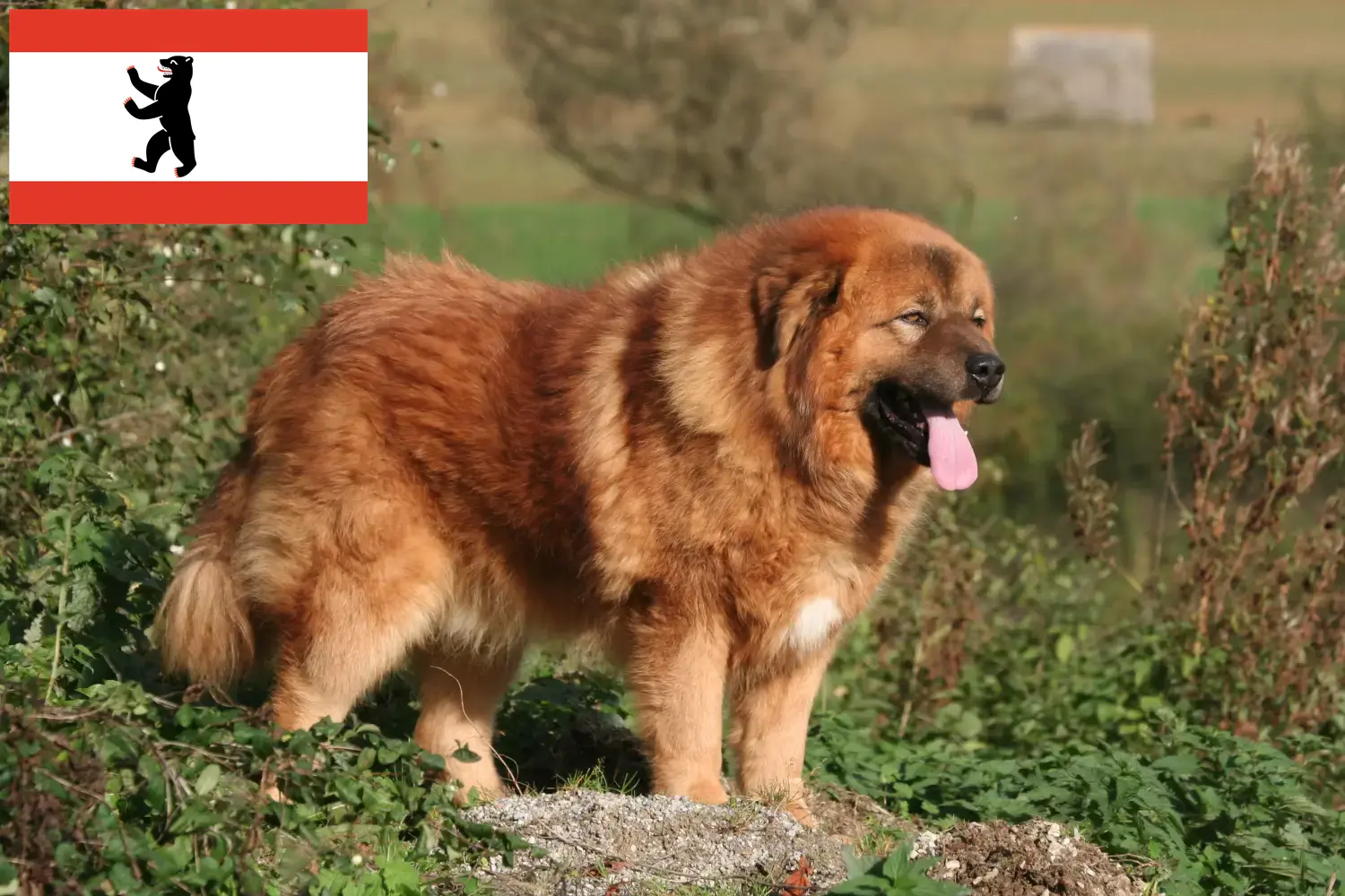 Read more about the article Tibeti kutya tenyésztő és kölykök Berlinben