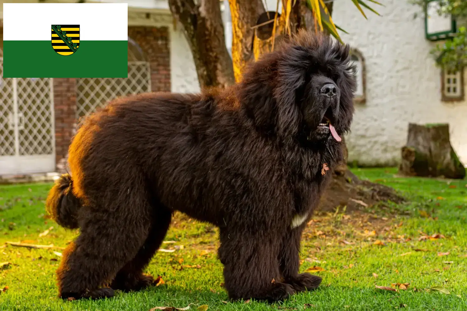 Tibetandog kiskutyák és tenyésztő Szászország Itt talál tibeti masztiff tenyésztőket Szászországban.