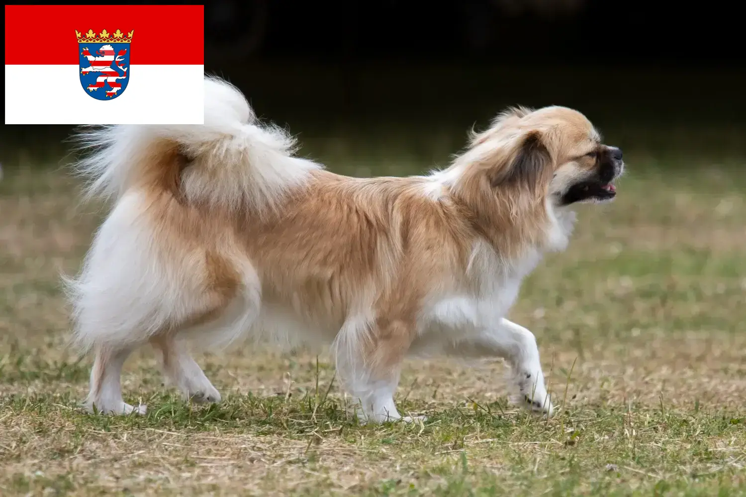 Tibeti spániel kiskutyák és tenyésztő Hessen Itt talál tibeti spániel tenyésztőket Hessenben.
