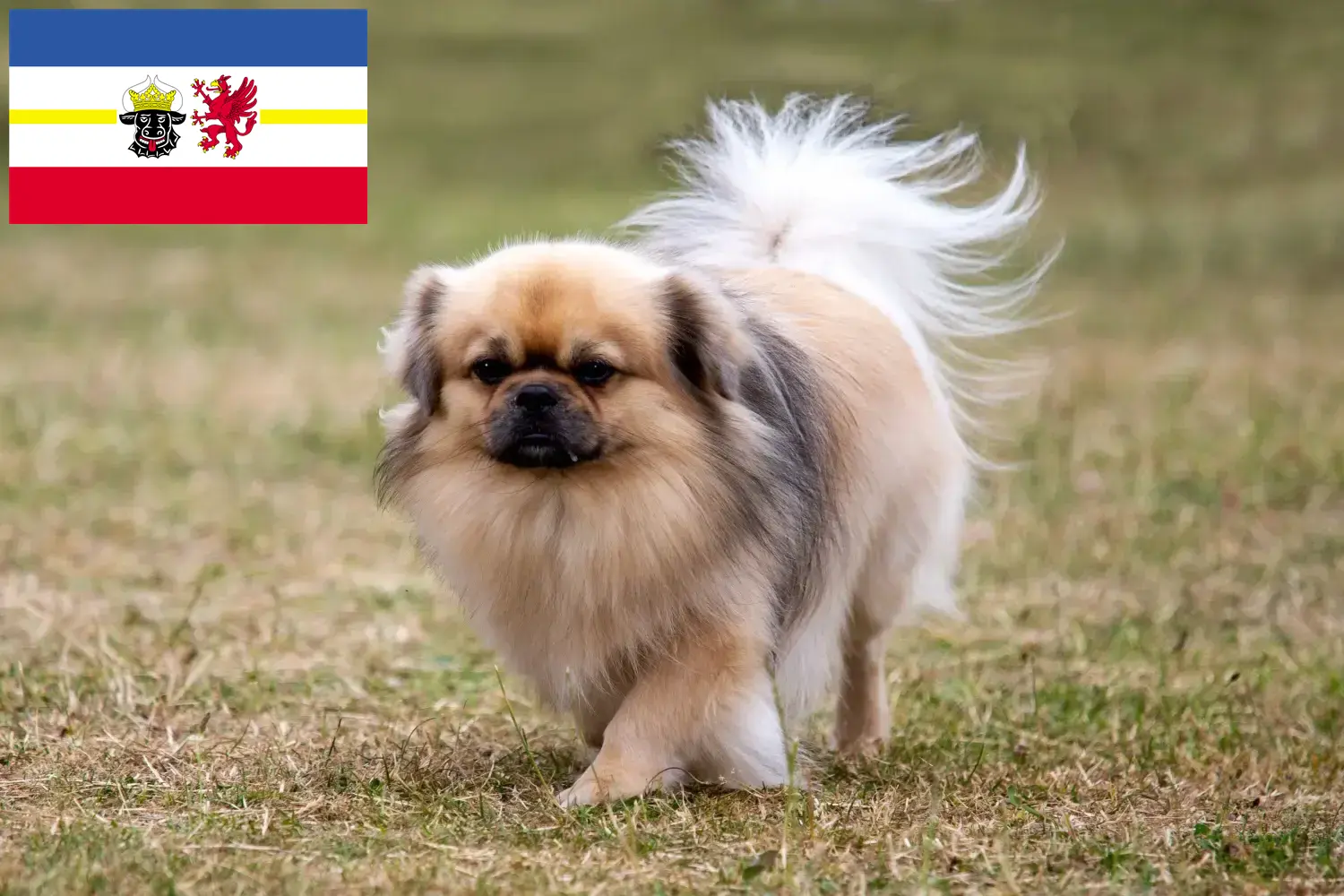 Tibeti spániel kiskutyák és tenyésztők Mecklenburg-Vorpommern Itt talál tibeti spániel tenyésztőket Mecklenburg-Elő-Pomeránia területén.