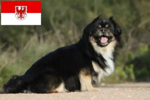 Read more about the article Tibeti spániel tenyésztők és kölykök Brandenburgban