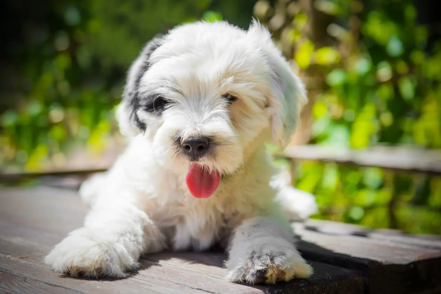 Egy tibeti terrier kölyökkutya megvásárlása felelősségvállalást jelent! Vásároljon tibeti terrier kölyköket.