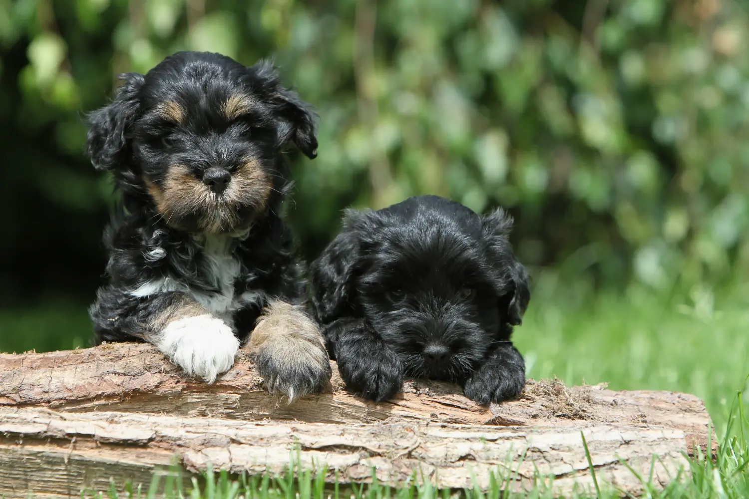 Egy tibeti terrier kölyökkutya megvásárlása felelősségvállalást jelent! Vásároljon tibeti terrier kölyköket.