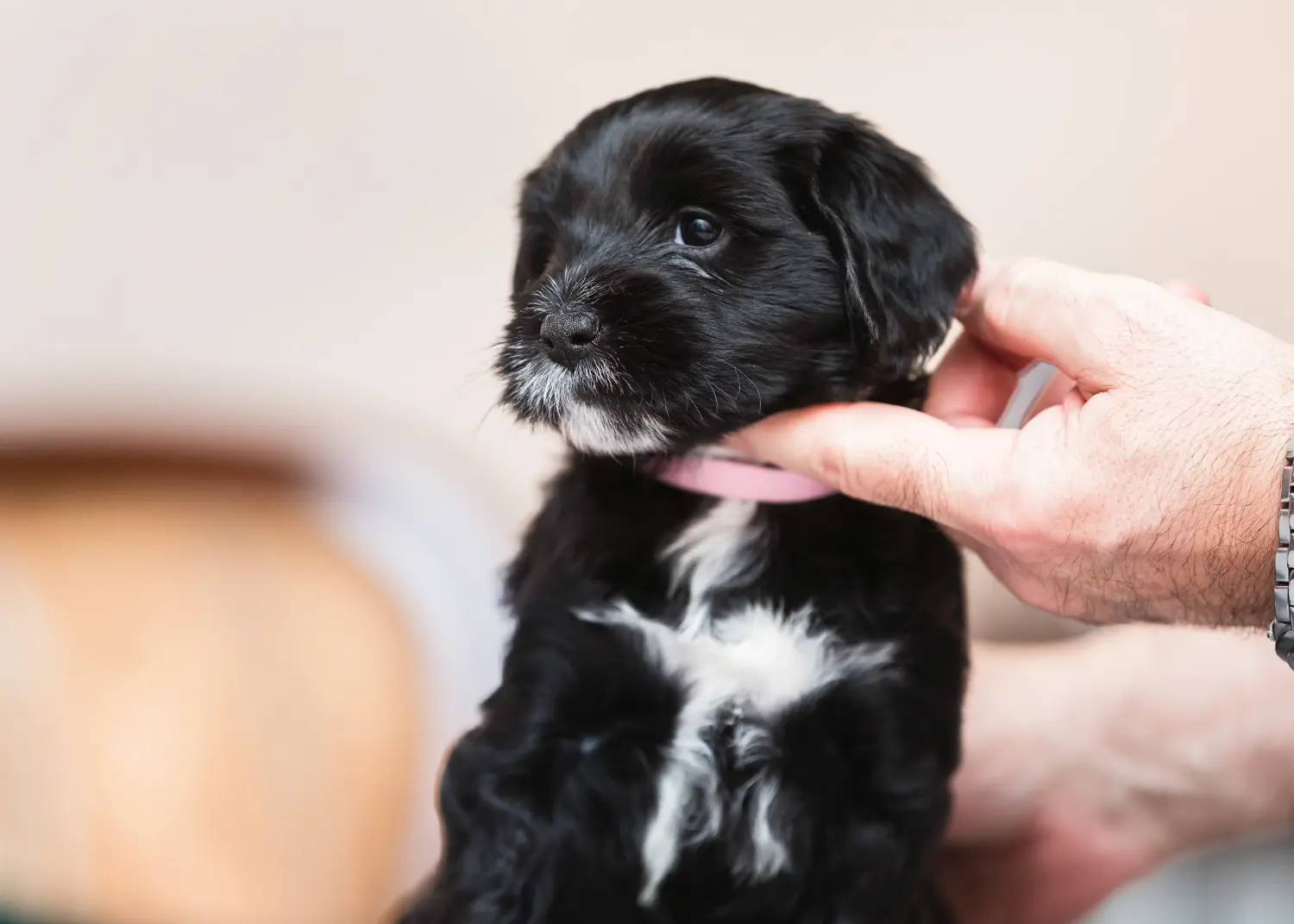 Egy tibeti terrier kölyökkutya megvásárlása felelősségvállalást jelent! Vásároljon tibeti terrier kölyköket.