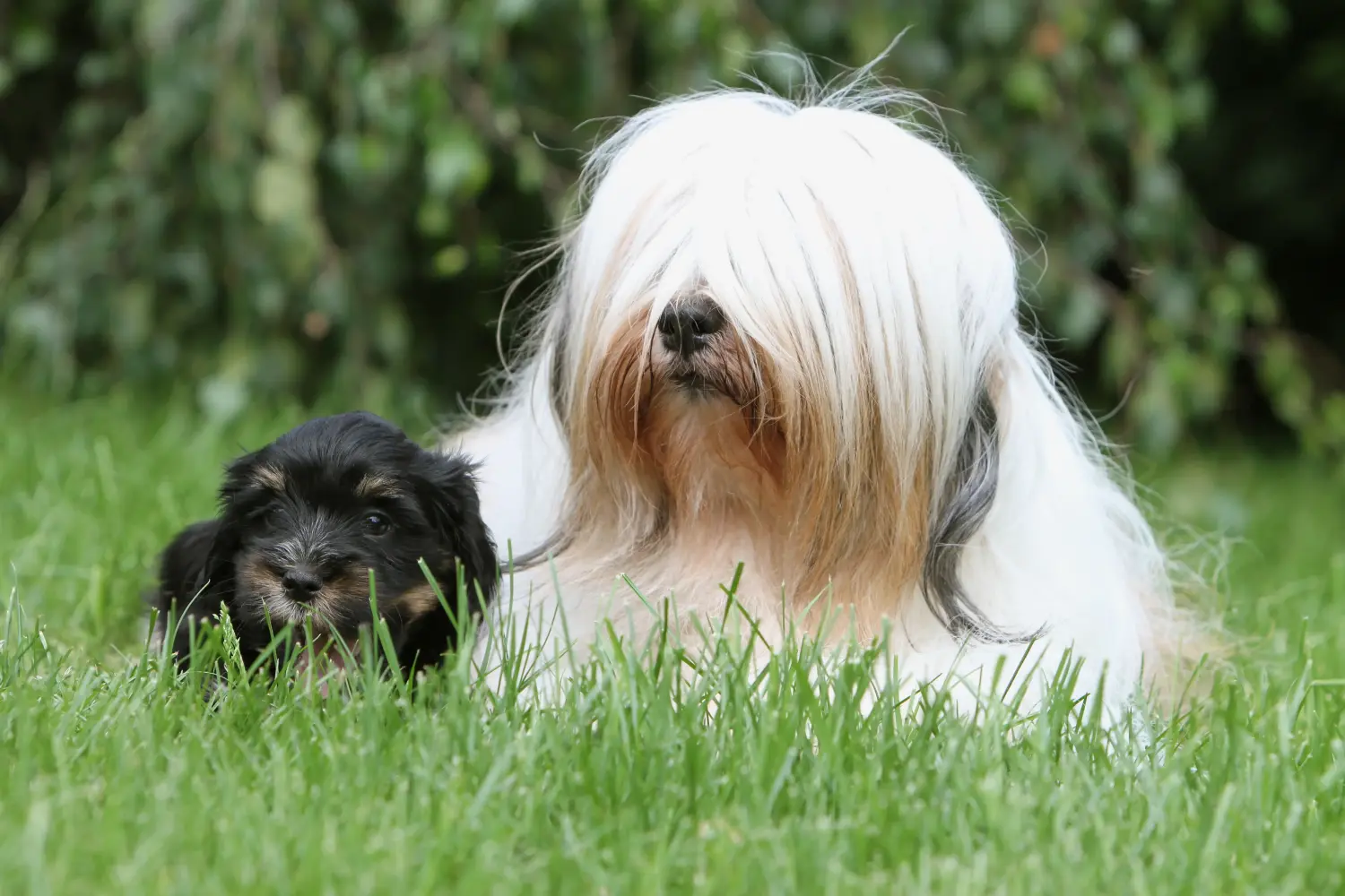 Egy tibeti terrier kölyökkutya megvásárlása felelősségvállalást jelent! Vásároljon tibeti terrier kölyköket.