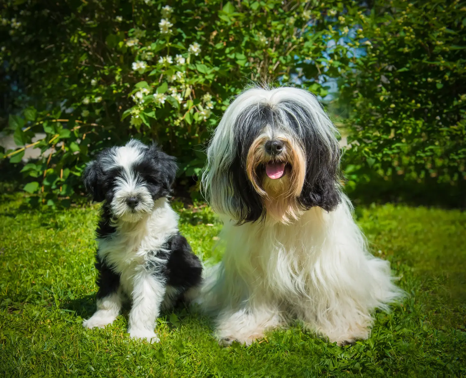 Egy tibeti terrier kölyökkutya megvásárlása felelősségvállalást jelent! Vásároljon tibeti terrier kölyköket.