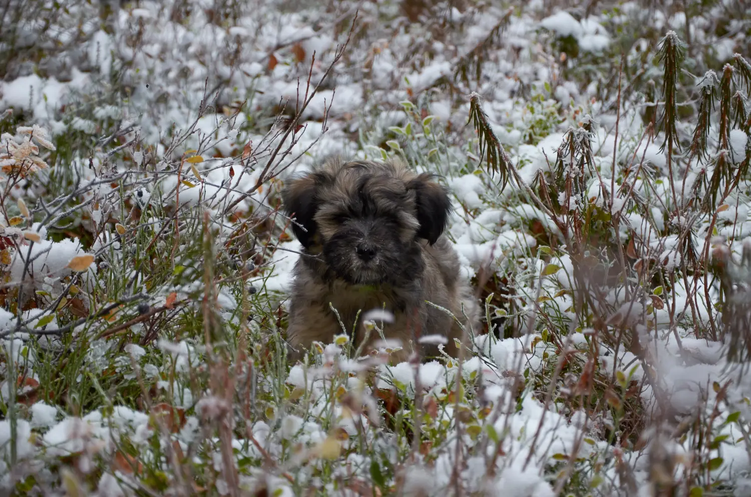 Egy tibeti terrier kölyökkutya megvásárlása felelősségvállalást jelent! Vásároljon tibeti terrier kölyköket.