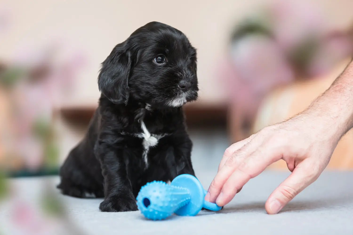 Egy tibeti terrier kölyökkutya megvásárlása felelősségvállalást jelent! Vásároljon tibeti terrier kölyköket.