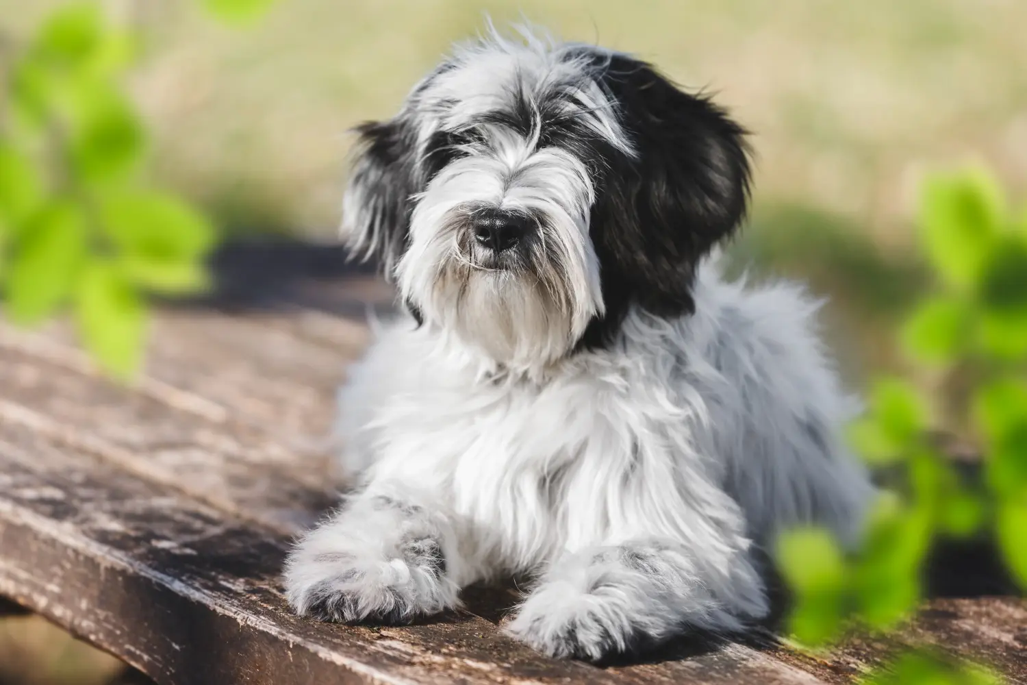 Egy tibeti terrier kölyökkutya megvásárlása felelősségvállalást jelent! Vásároljon tibeti terrier kölyköket.