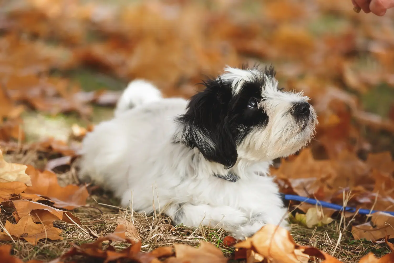 Egy tibeti terrier kölyökkutya megvásárlása felelősségvállalást jelent! Vásároljon tibeti terrier kölyköket.