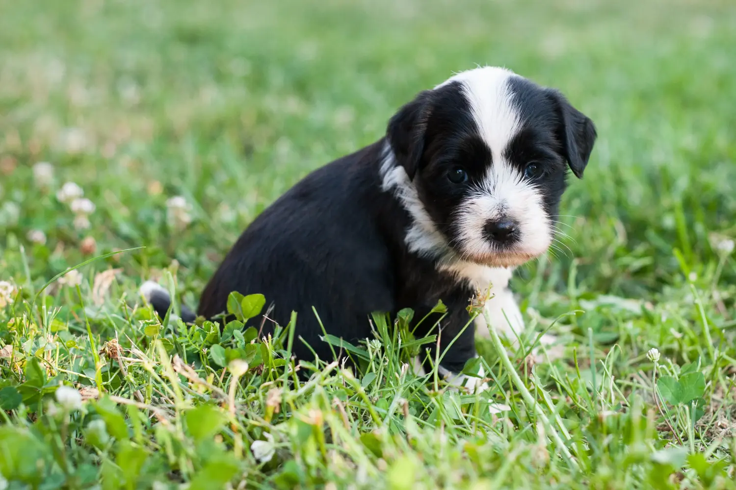 Egy tibeti terrier kölyökkutya megvásárlása felelősségvállalást jelent! Vásároljon tibeti terrier kölyköket.