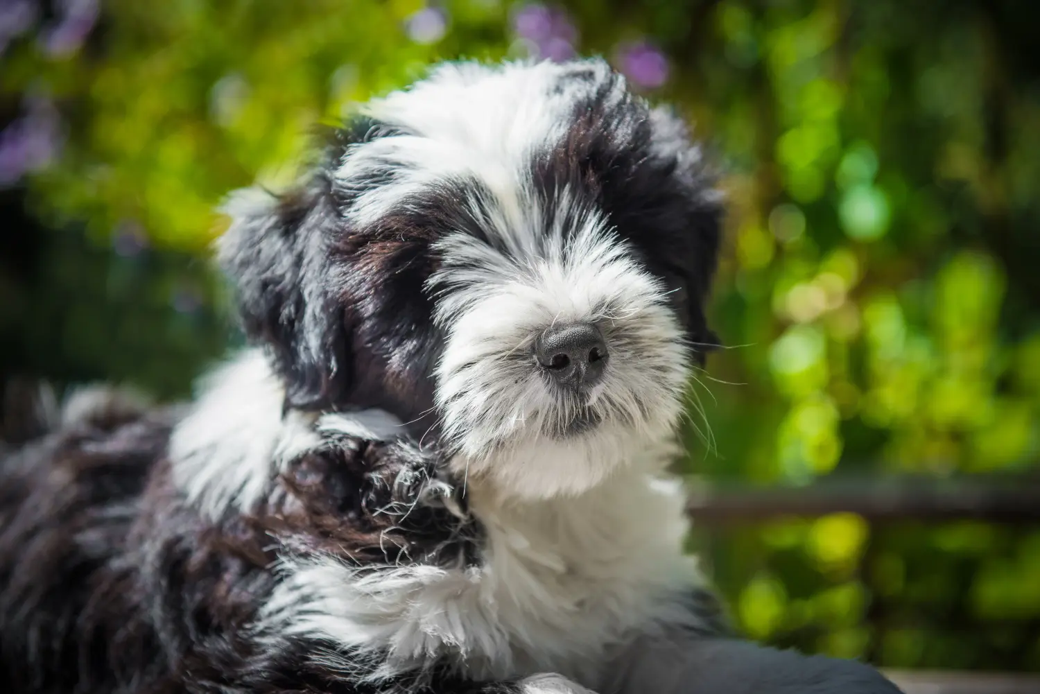 Egy tibeti terrier kölyökkutya megvásárlása felelősségvállalást jelent! Vásároljon tibeti terrier kölyköket.